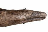 Fossil Triceratops Brow Horn - Montana #206508-8